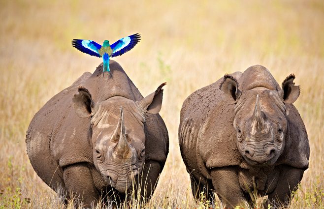 rhinos on adventure safaris in ol pejeta conservancy kenya