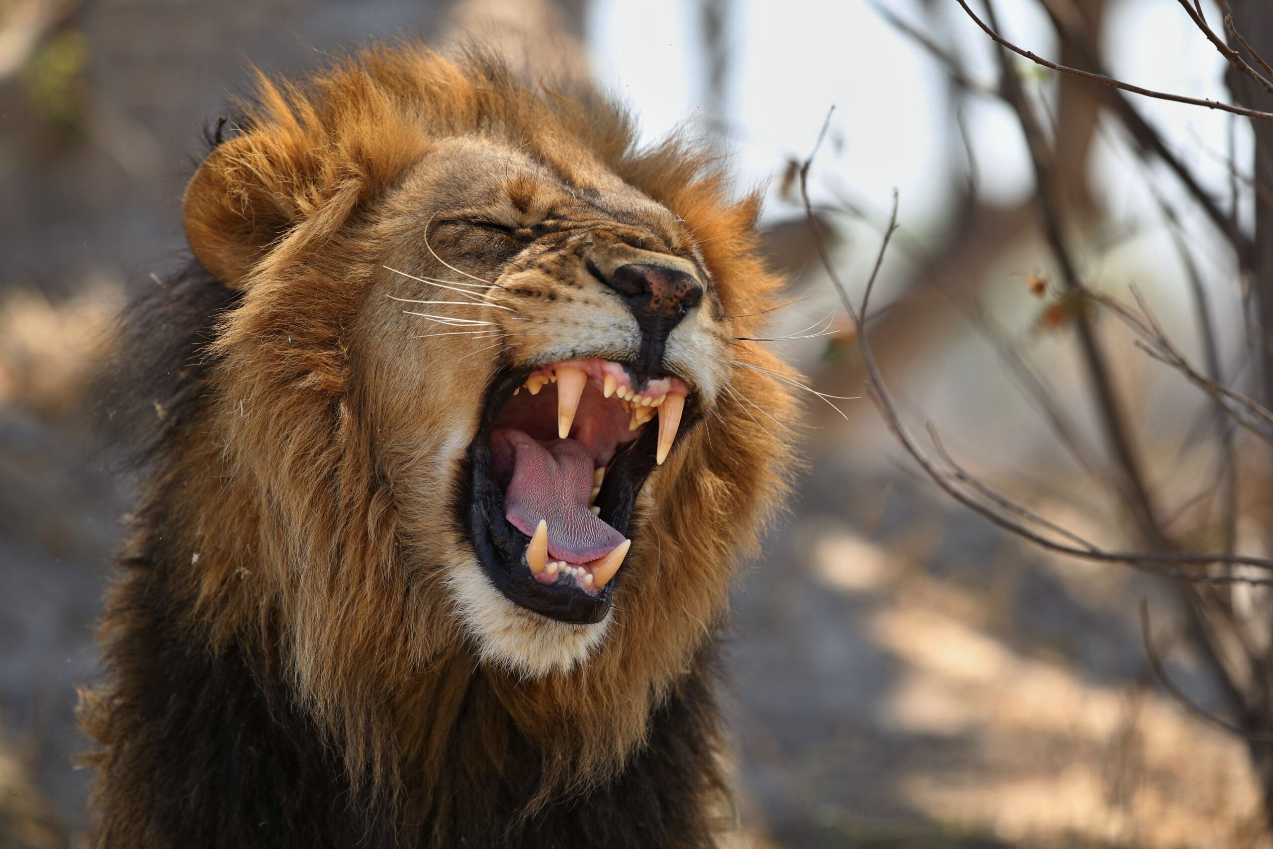 african lion nairobi national park