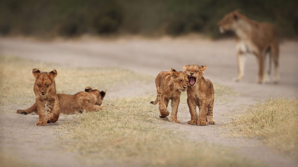 African Savannah Lions Cubs Portrait Warm Light 1024x576