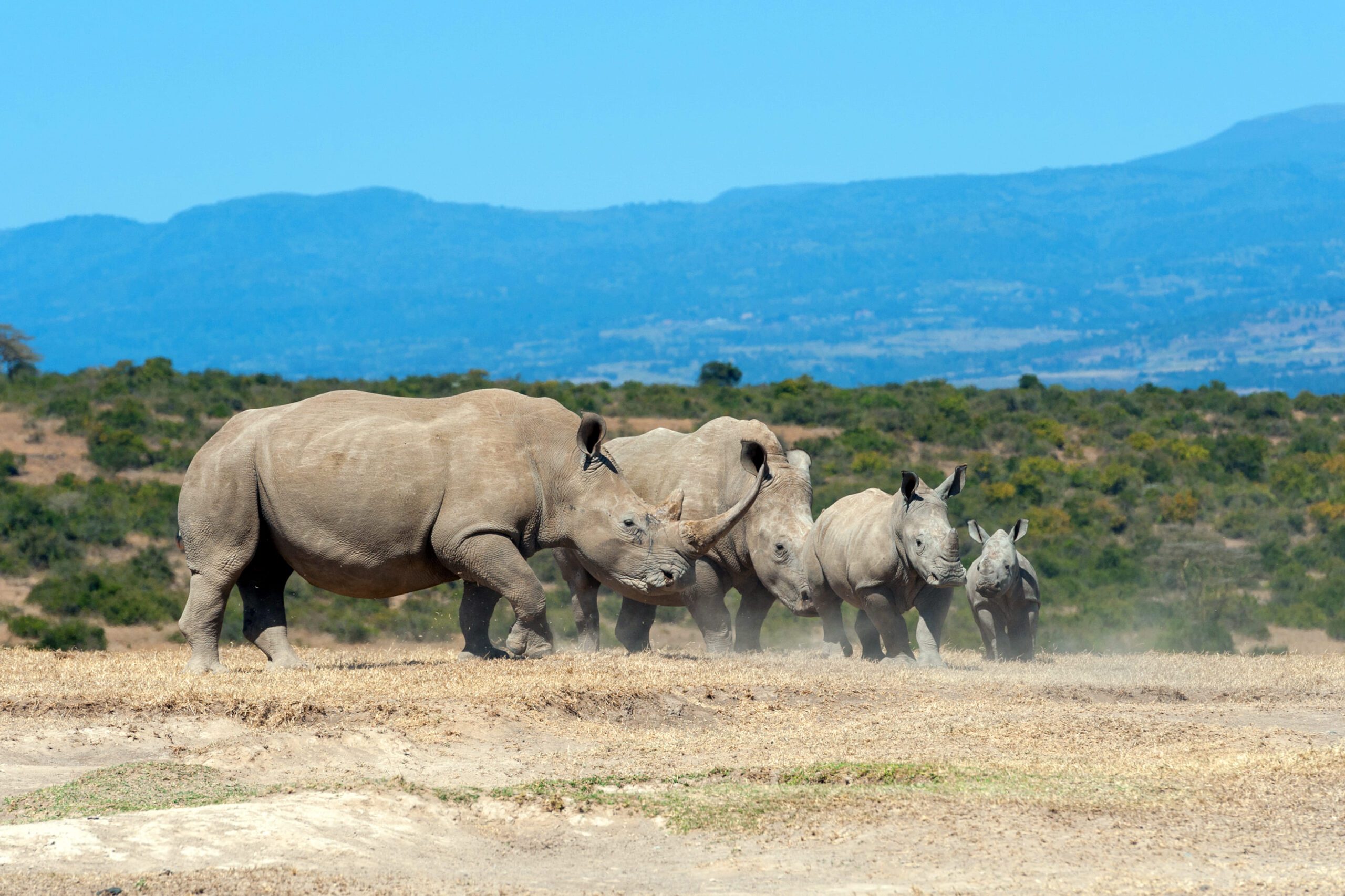 african white rhino amboseli national park, kilimanjaro, kenya