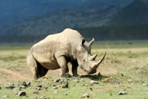 african white rhino savannah amboseli national park