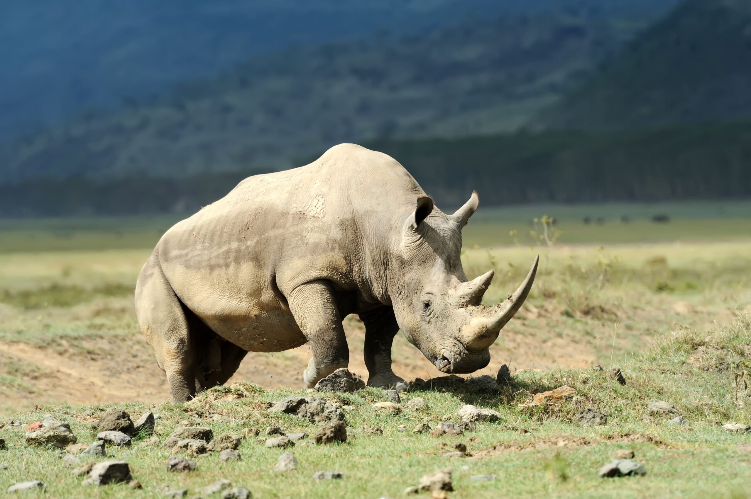 african white rhino savannah amboseli national park