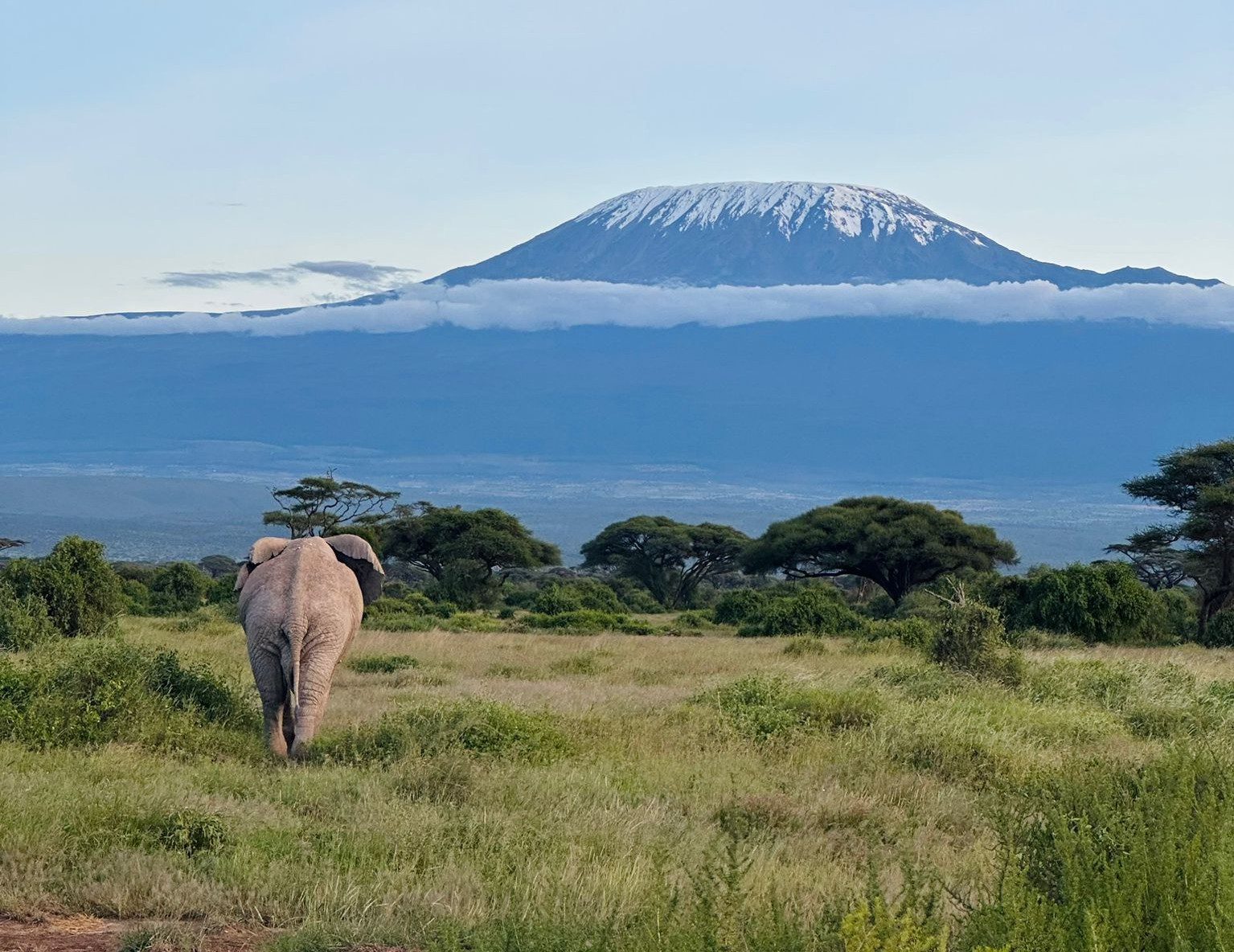 mount kilimanjaro amboseli national park with elephant in foreground
