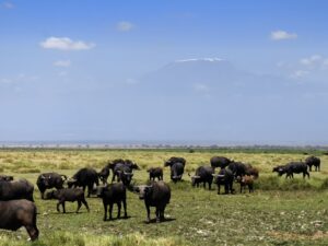amboseli wildlife sunbathing, mount kilimanjaro visible in background