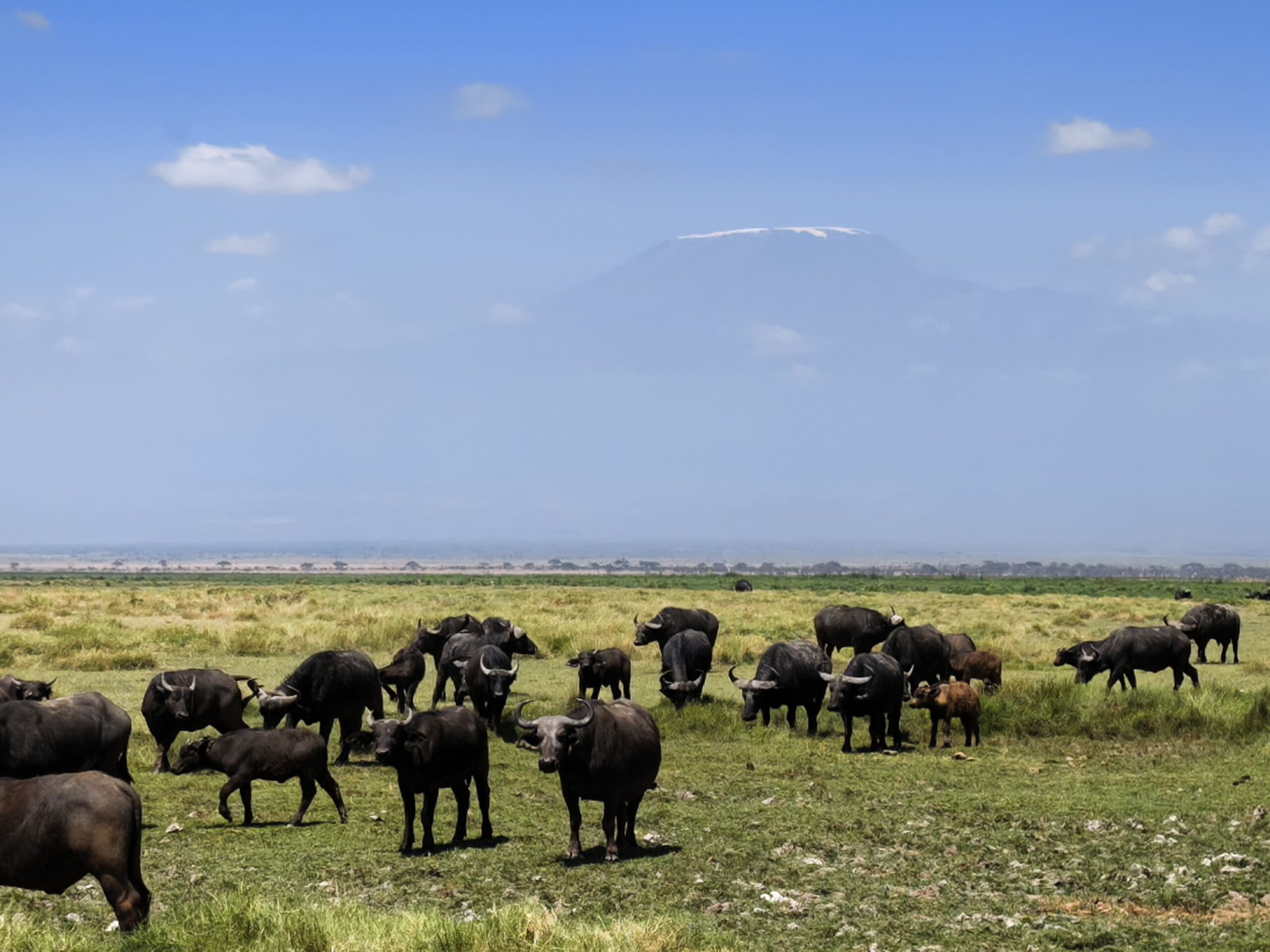 amboseli wildlife sunbathing, mount kilimanjaro visible in background
