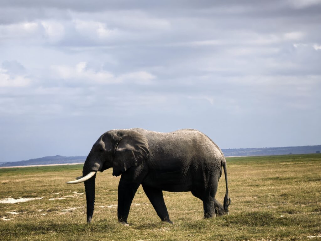 elephant at amboseli national park, kenya