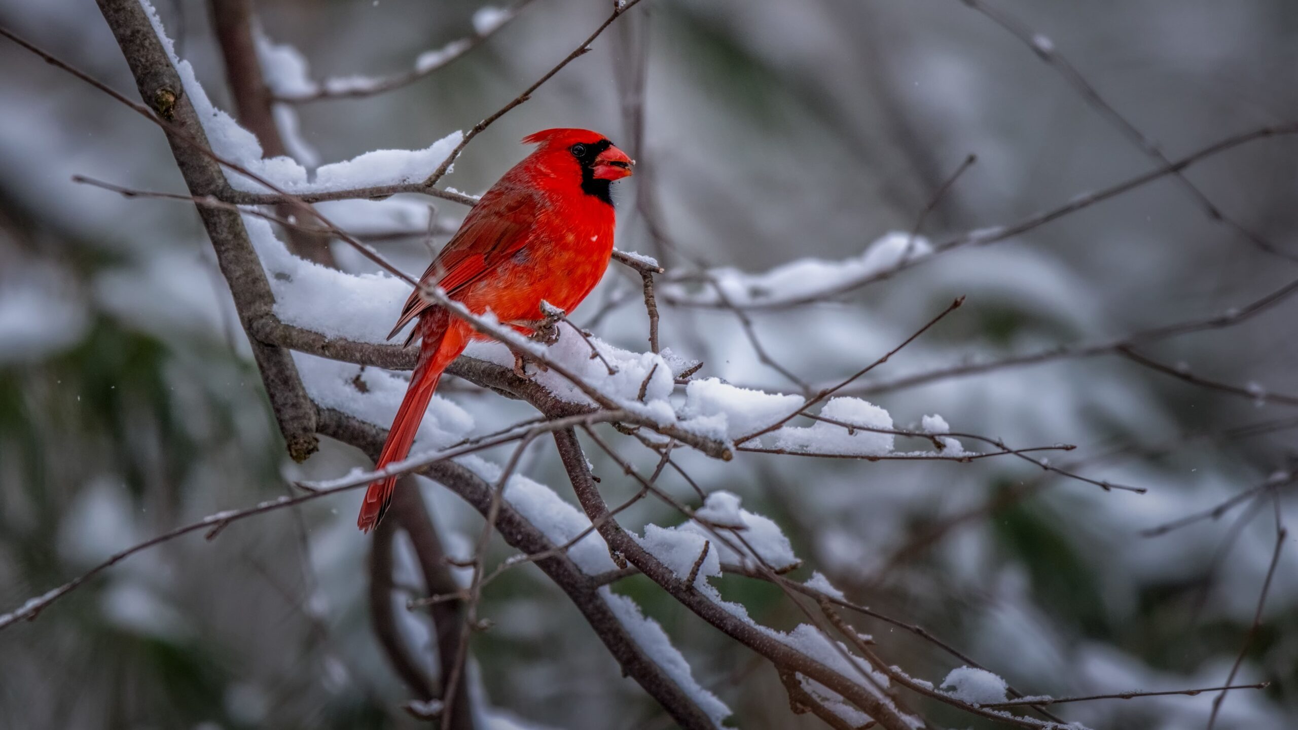 northern cardinal bird snowy tree