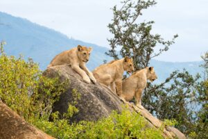 a herd of lions and cubs sitting on a rock, tsavo national park, kenya