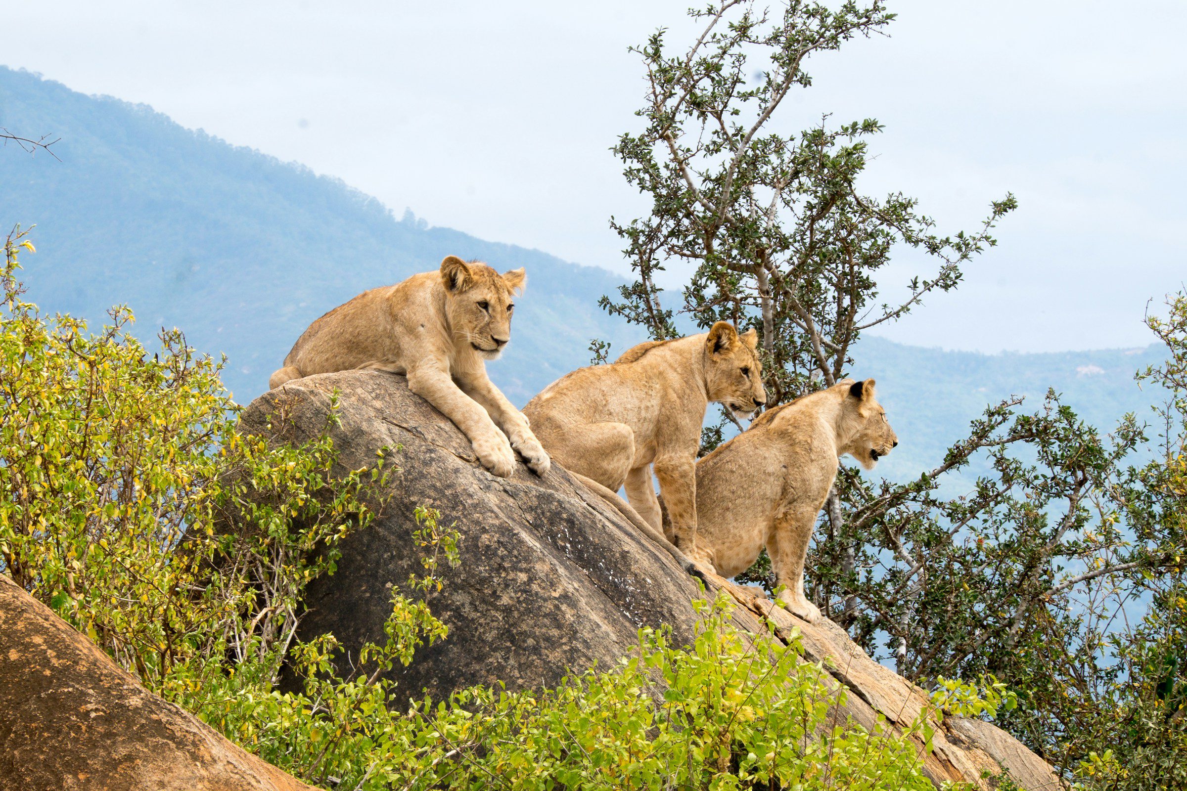 a herd of lions and cubs sitting on a rock, tsavo national park, kenya
