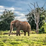 a solitary bull elephant at tsavo national park, kenya