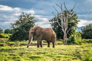 a solitary bull elephant at tsavo national park, kenya