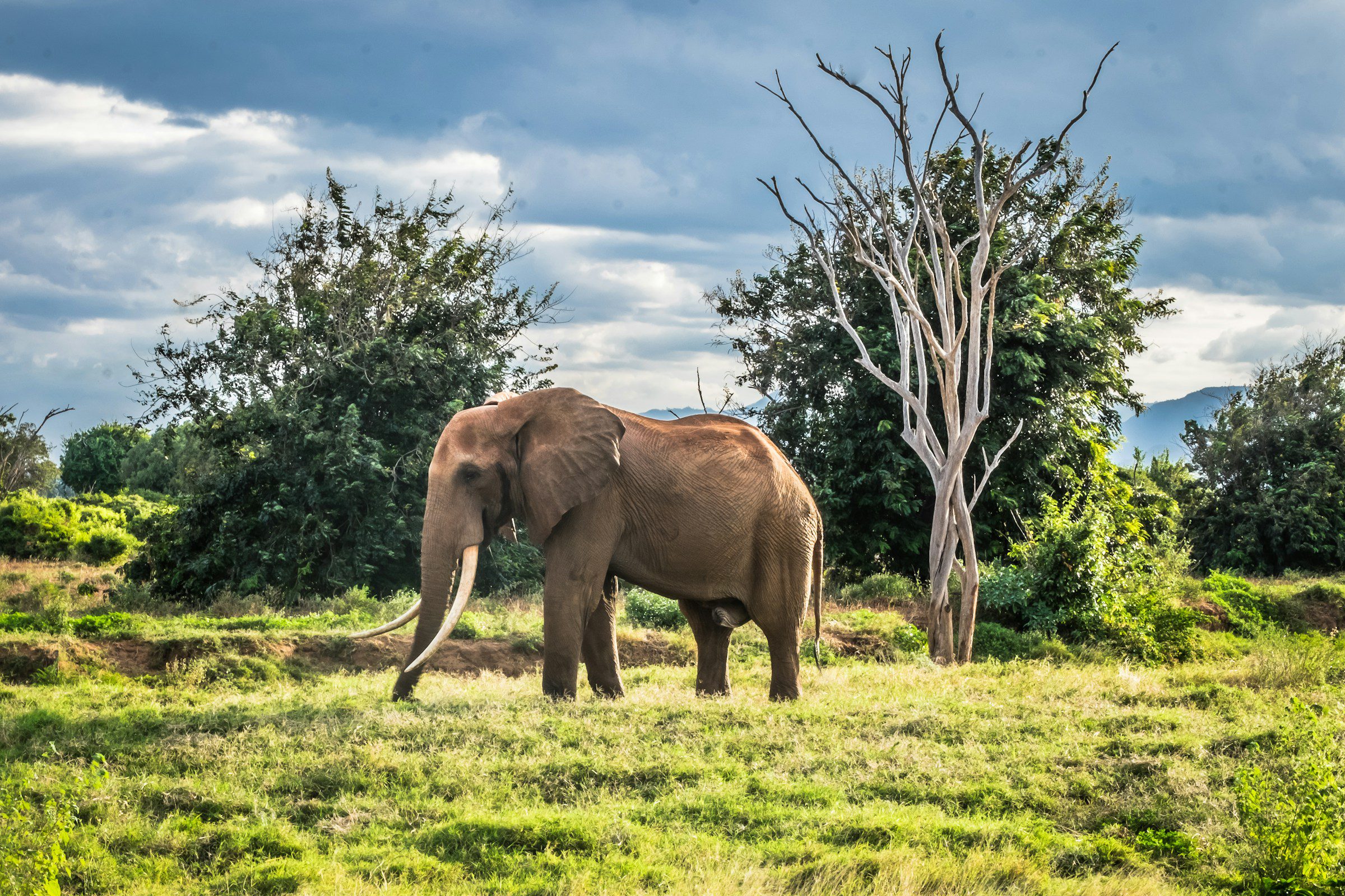 a solitary bull elephant at tsavo national park, kenya
