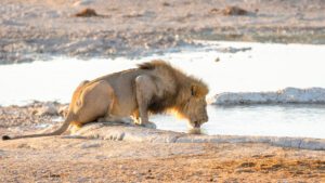 adult male lion drinking water from water hole nairobi national park kenya