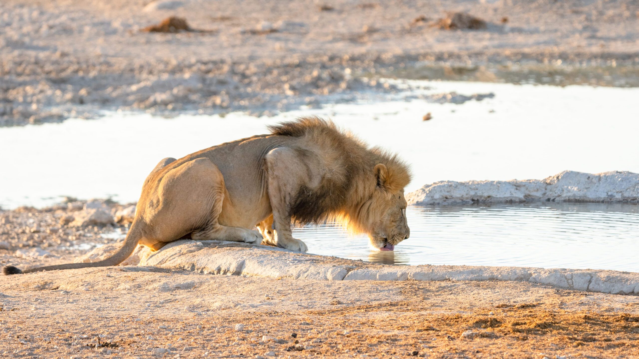 adult male lion drinking water from water hole nairobi national park kenya