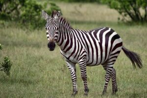 a beautiful zebra at ol pejeta conservancy, kenya