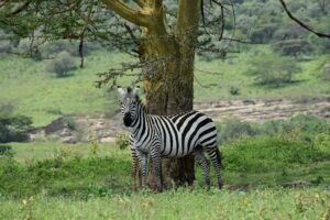 zebra, lake nakuru national park, kenya