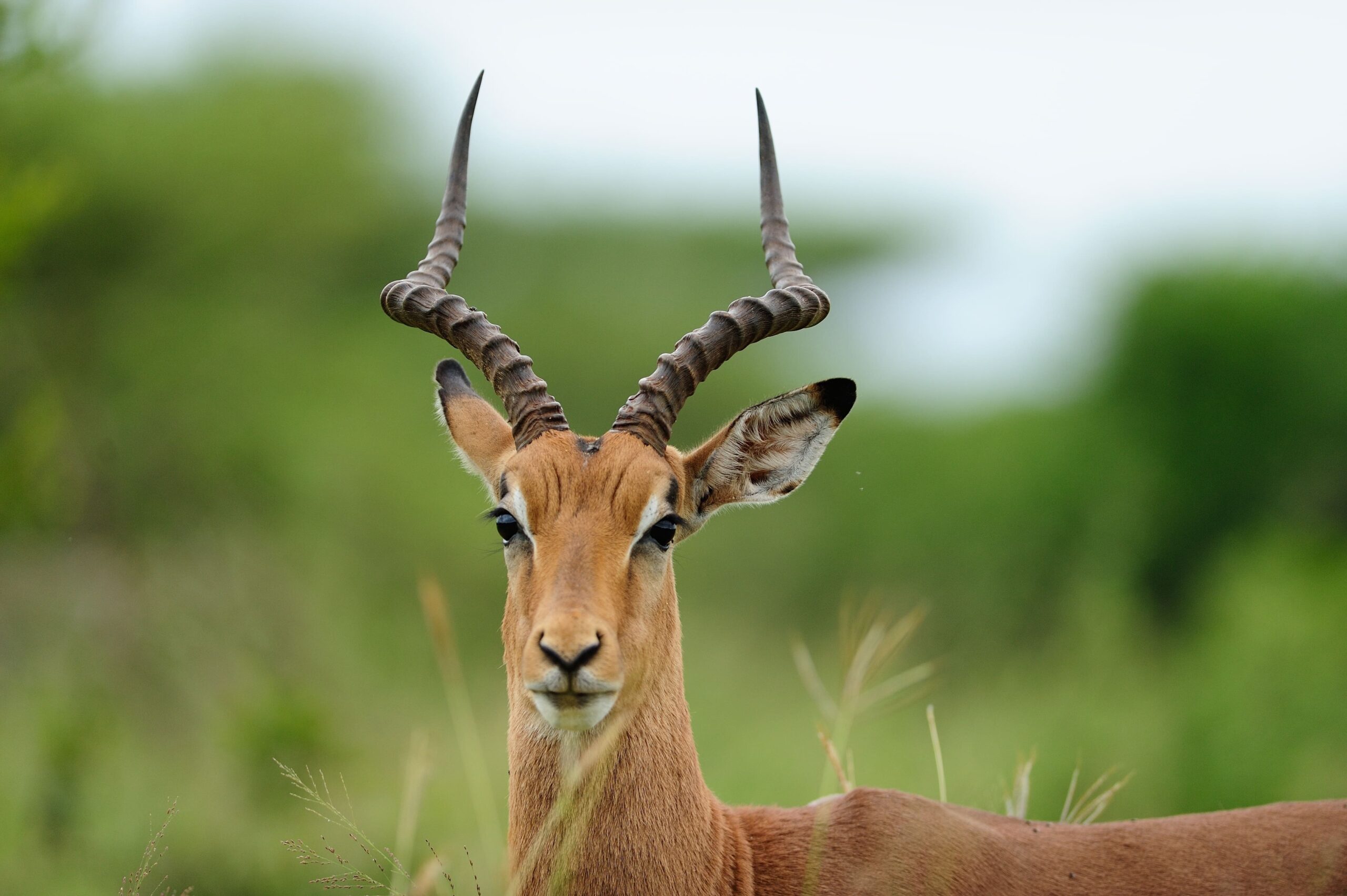 beautiful impala kenyan grasslands, nairobi national park, maasai mara, lake nakuru national park