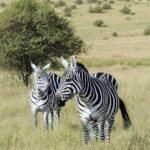 two adult zebras at nairobi national park, kenya