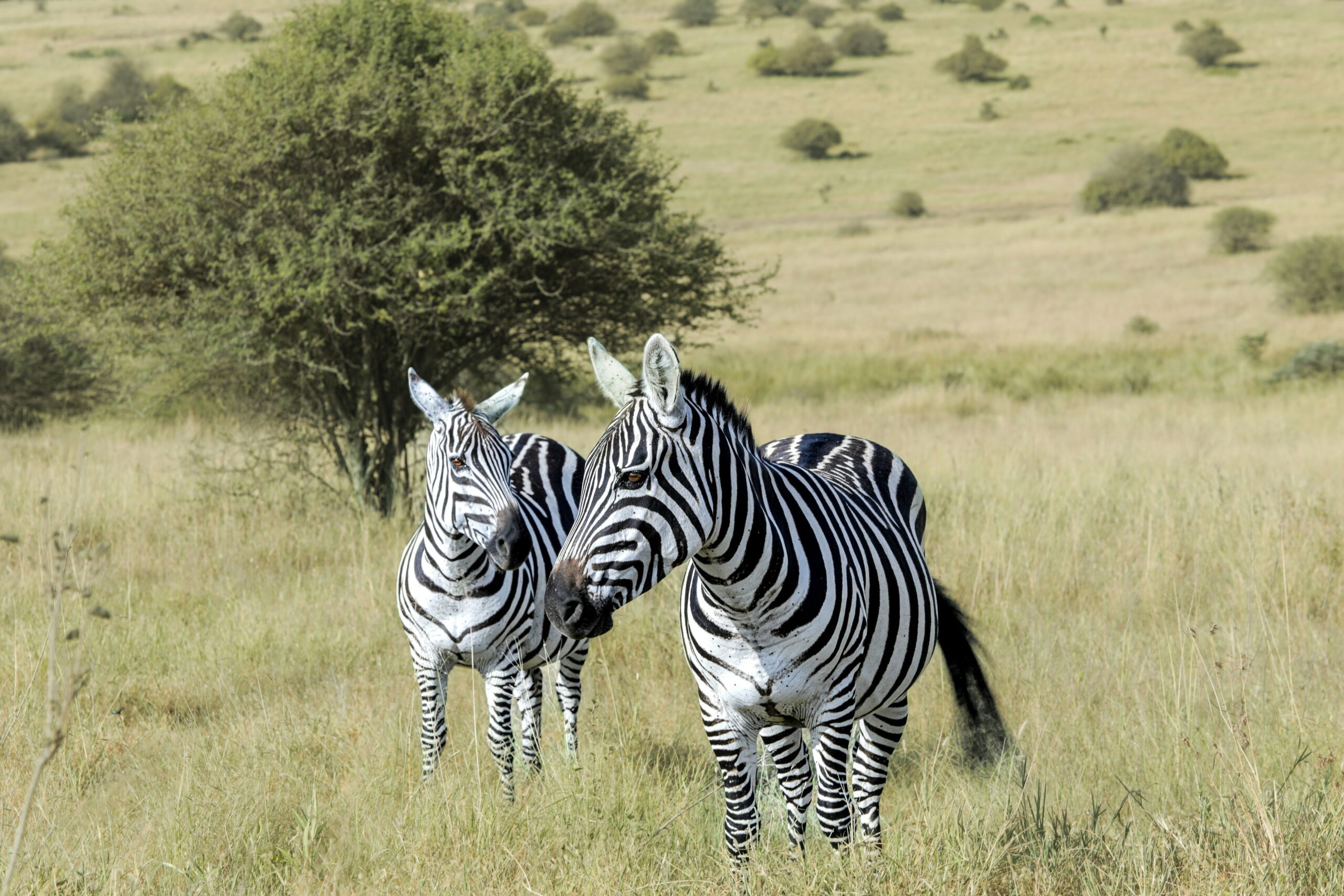 two adult zebras at nairobi national park, kenya