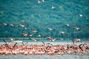hundreds of flamingos swimming and playing, lake nakuru national park, kenya