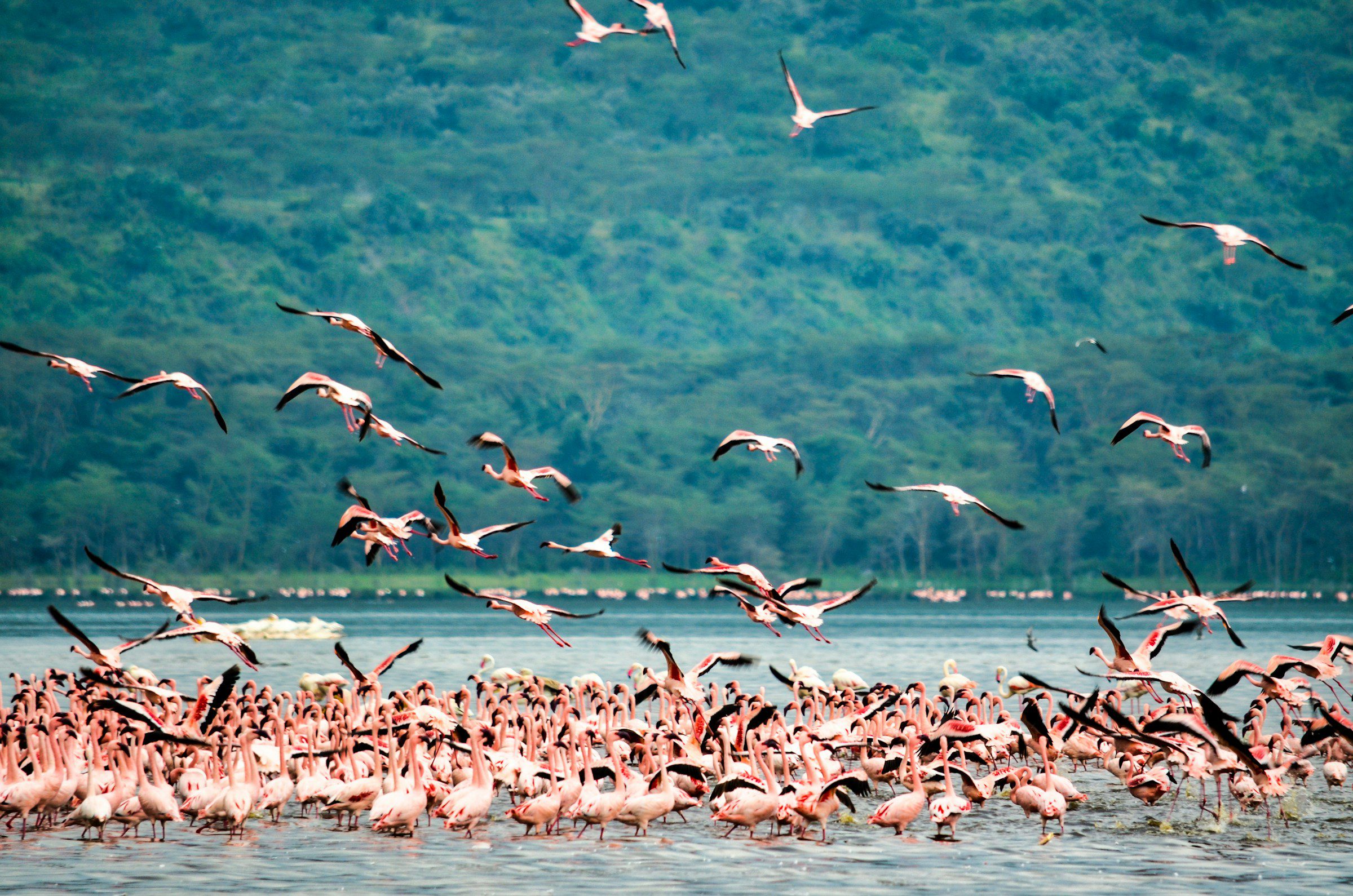 hundreds of flamingos swimming and playing, lake nakuru national park, kenya