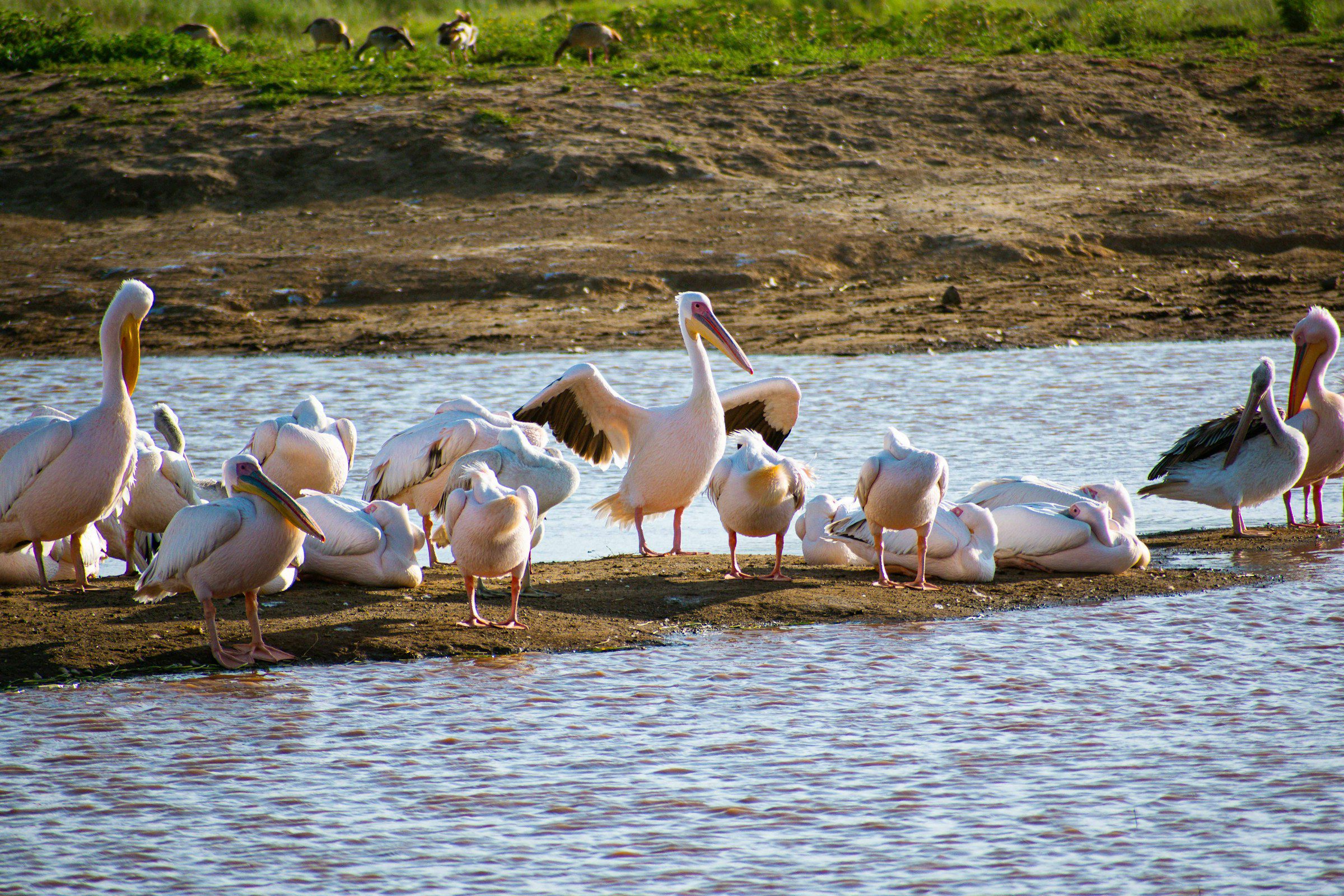 ducks basking, lake nakuru national park, kenya