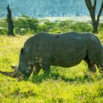 a massive rhino at lake nakuru national park, kenya