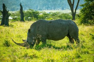 a massive rhino at lake nakuru national park, kenya