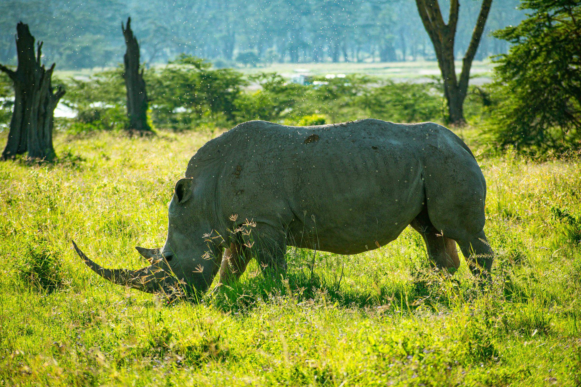 a massive rhino at lake nakuru national park, kenya