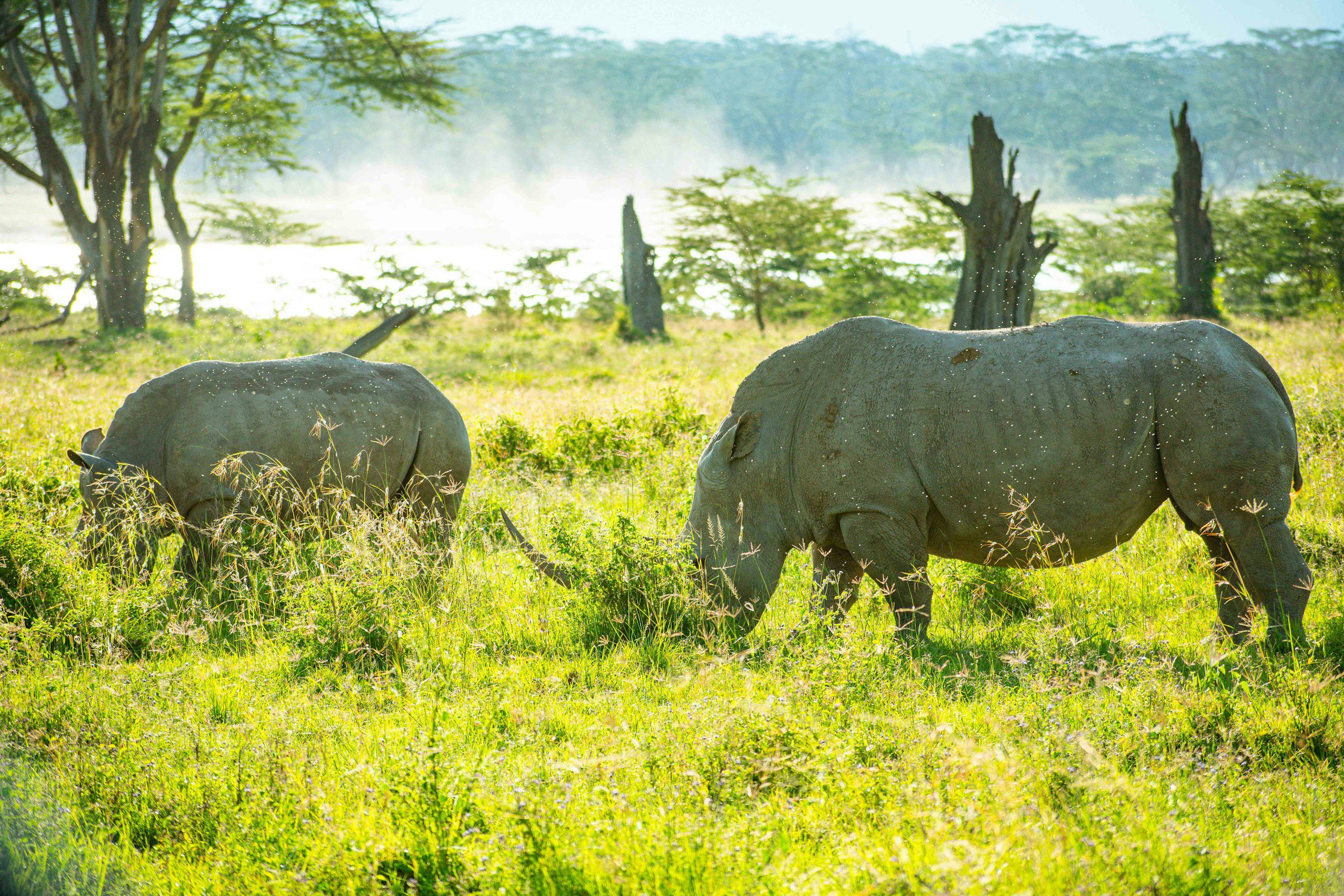 two rhinos in lake nakuru national park, kenya