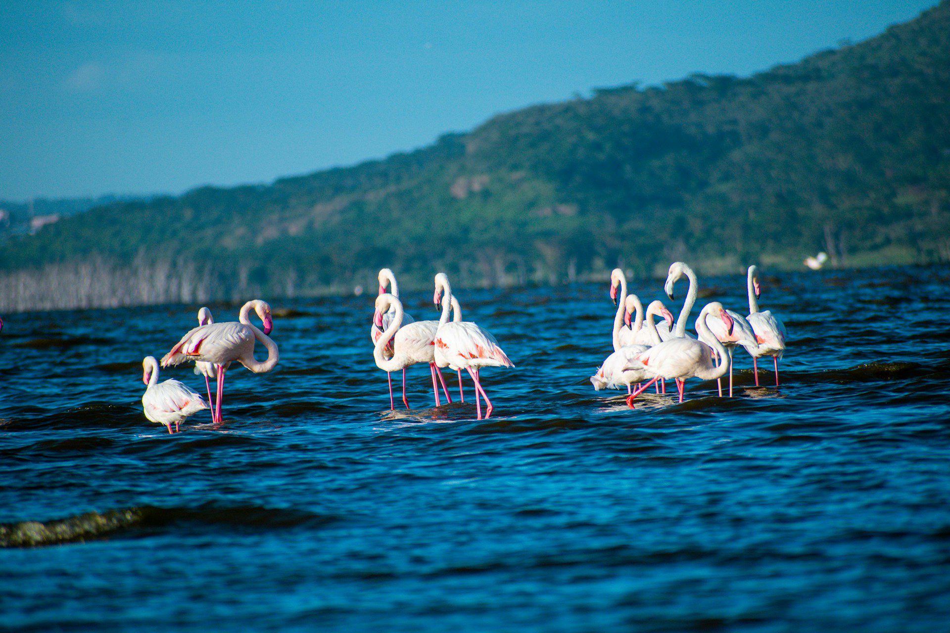 flamingoes swimming, lake nakuru national park, kenya