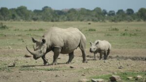 rhino and her baby, ol pejeta conservancy, kenya