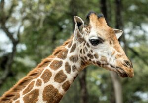 A Rothschild’s giraffe at the giraffe centre in Nairobi in Kenya.