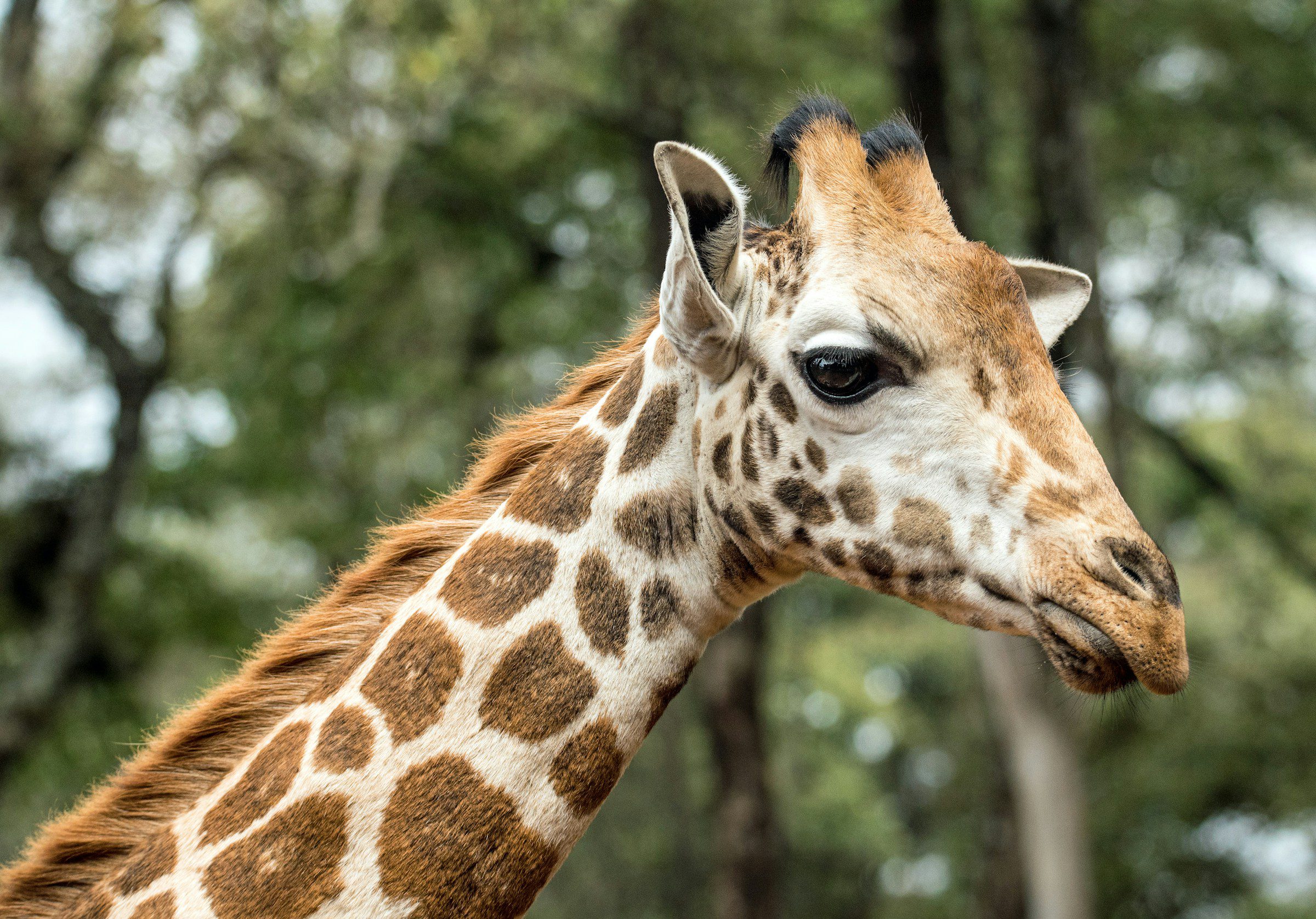 A Rothschild’s giraffe at the giraffe centre in Nairobi in Kenya.