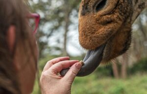 a person feeding a giraffe at giraffe centre,, nairobi, kenya