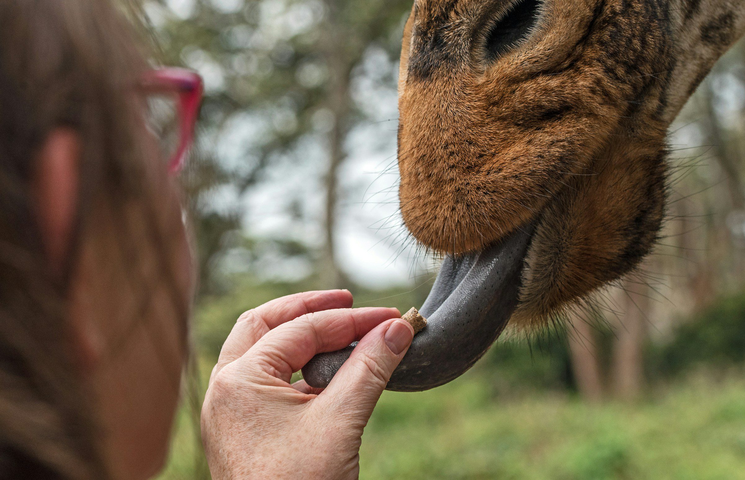 a person feeding a giraffe at giraffe centre,, nairobi, kenya