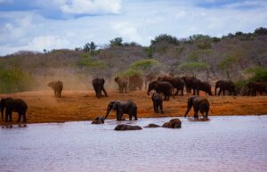 a big herd of elephants at a watering point, tsavo national park, kenya