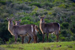 Waterbok after sunrise, tsavo national park, kenya