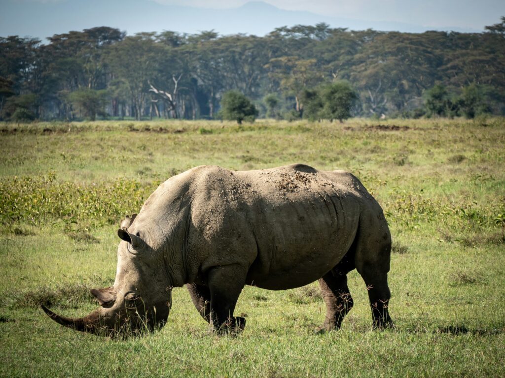 an adult rhino, tsavo national park, kenya