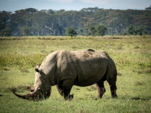 an adult rhino, tsavo national park, kenya