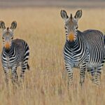 Mountain Zebra National Park is a magnificent place to be when the grasses die off and take on this golden yellow glow, which perfectly complements the unique markings of its zebra, samburu national park, maasai mara national reserve, kenya