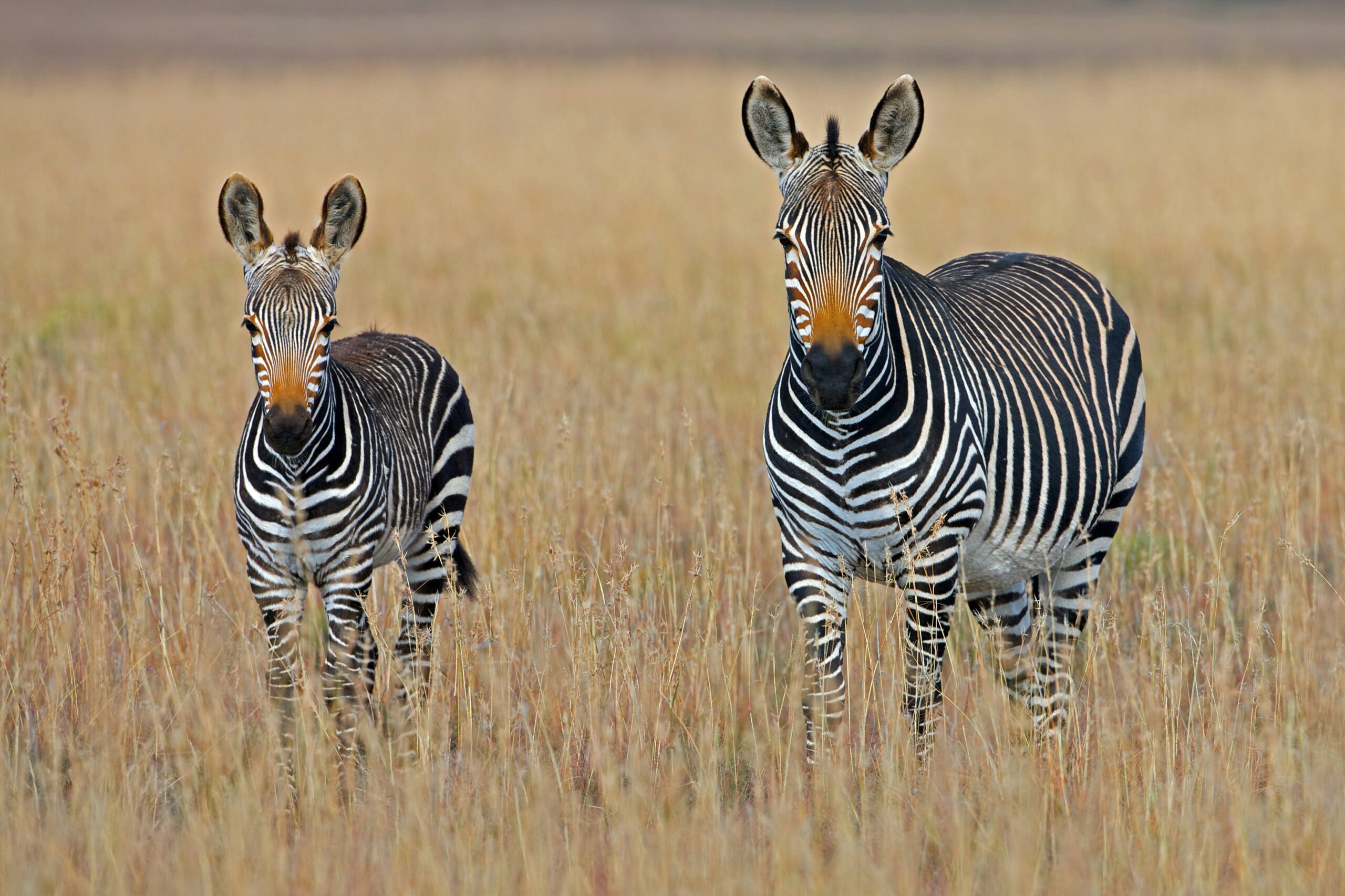 Mountain Zebra National Park is a magnificent place to be when the grasses die off and take on this golden yellow glow, which perfectly complements the unique markings of its zebra, samburu national park, maasai mara national reserve, kenya
