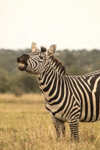 A plains Zebra showing us her pearly whites, ol pejeta conservancy, kenya