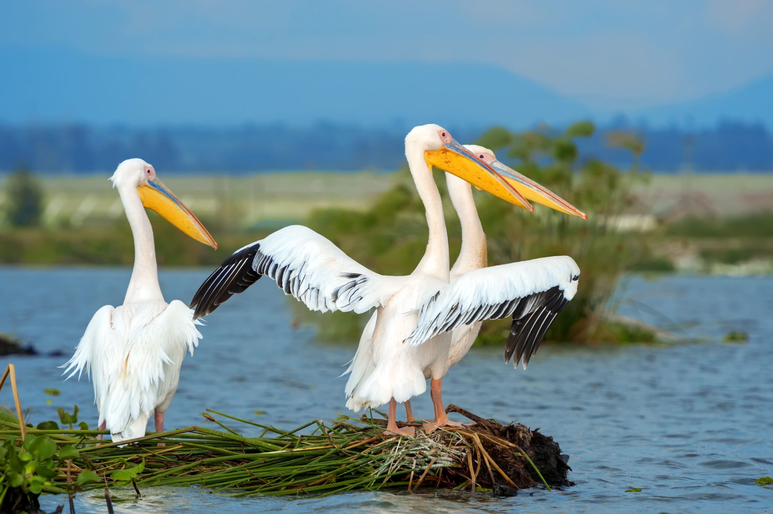 great white pelican lake nakuru kenya