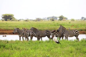 group zebras white stork tsavo east national park kenya africa