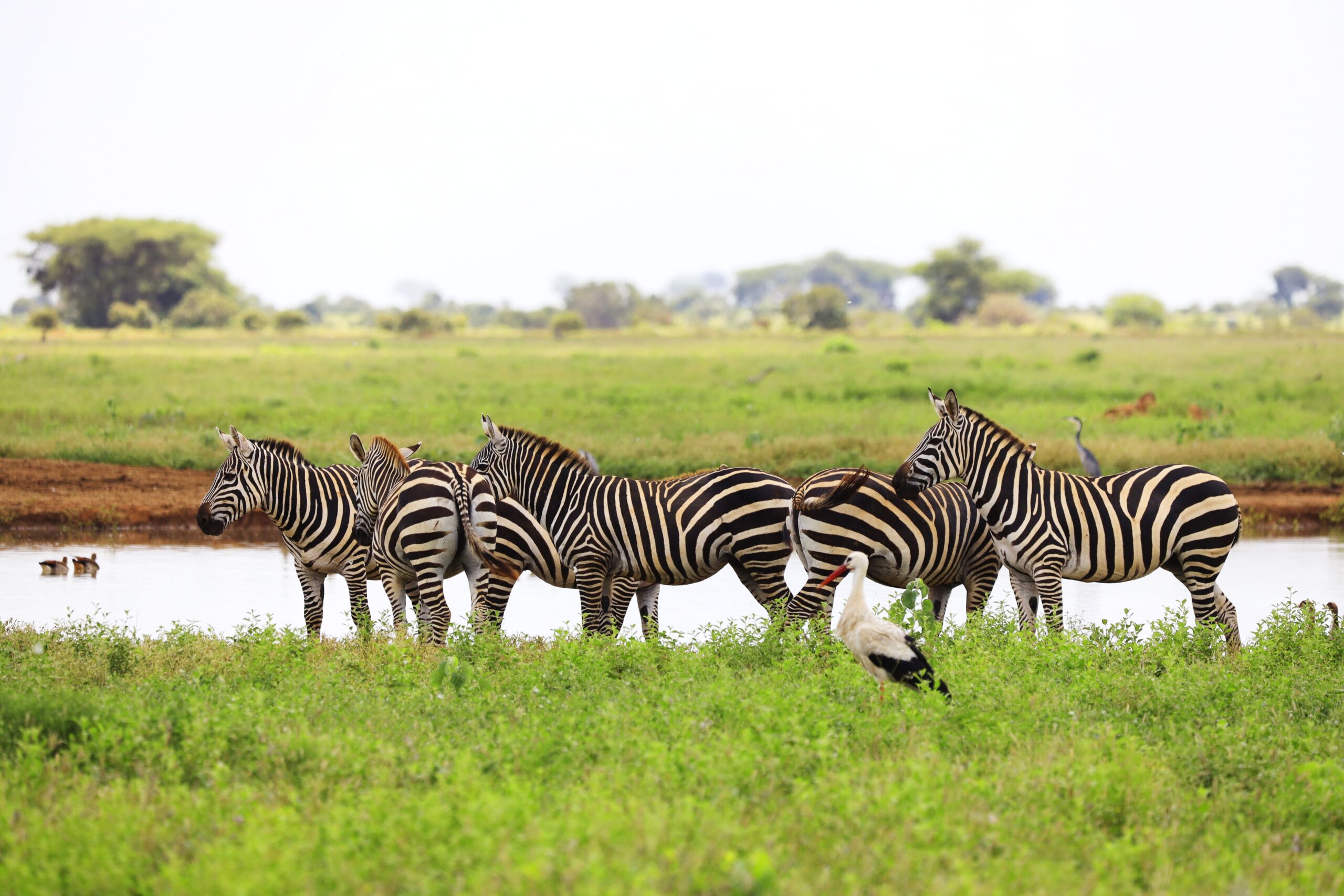 group zebras white stork tsavo east national park kenya africa