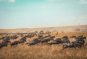 the great migration at maasai mara national reserve, kenya