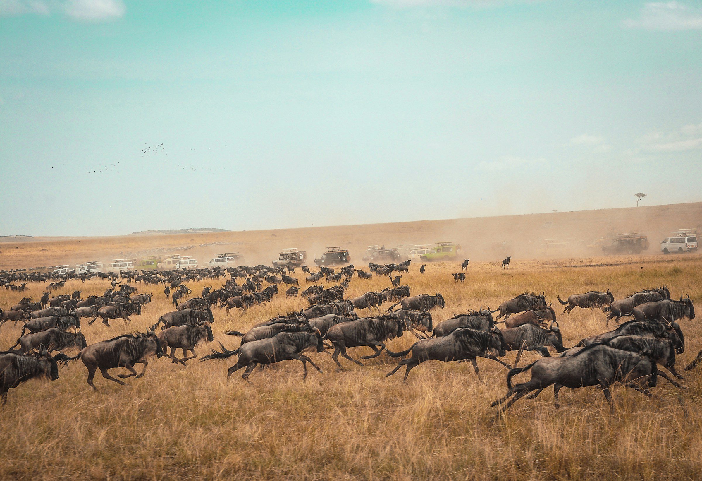the great migration at maasai mara national reserve, kenya