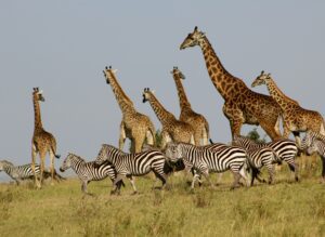 a herd of giraffes and zebras in maasai mara national reserve, kenya
