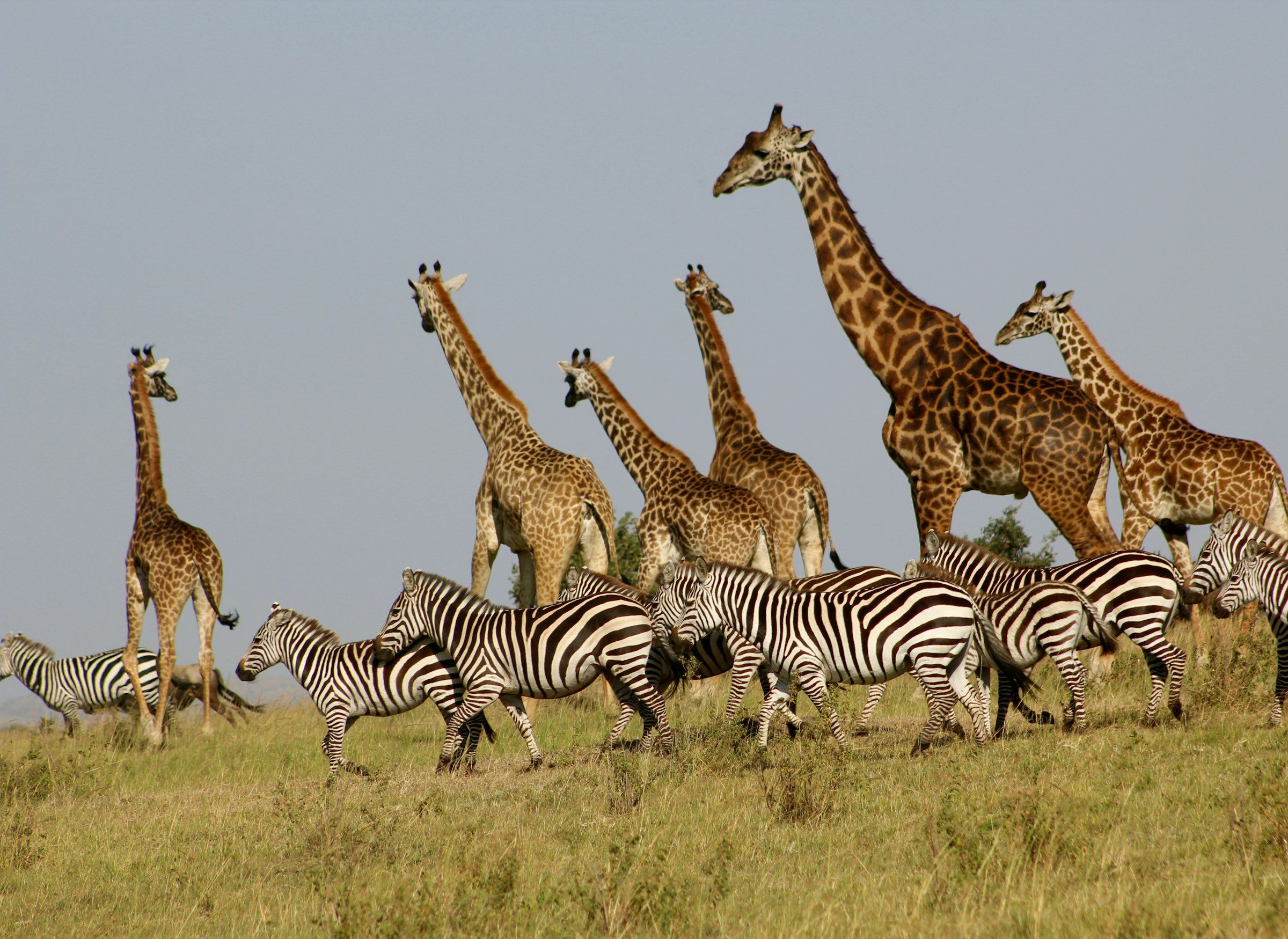 a herd of giraffes and zebras in maasai mara national reserve, kenya